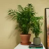 Bloomique - Chamaedorea Elegans - Palmier nain mexicain - Voir les images du produit 2