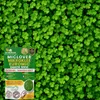 EcoDeco Microtrèfle Euromic MicLover, graines de gazon pour Voir les images du produit 21