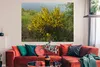 MuchoWow® Poster Blühender Ginster 160x120 cm - Foto Plakat Produktbild-Vorschau 2