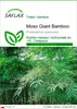 SAFLAX - Moso Giant Bamboo - 20 Nasiona - Phyllostachys Podgląd zdjęcia produktu 1