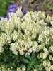 Pieris japonica 'Debutante', Japanische Lavendelheide, Produktbild-Vorschau 12
