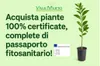 Pianta di Mandarino Satsuma Miyagawa (vaso - 20) Anteprima dell’immagine prodotto 6