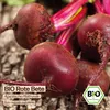 Samenliebe  Rote Bete Samen | Ägyptische Plattrunde - Produktbild-Vorschau 4
