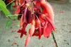 SAFLAX - Karaibski Krzew Koralowy - 6 Nasiona - Erythrina Podgląd zdjęcia produktu 6