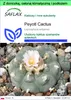 SAFLAX - Garden to go - Peyotl Cactus - 20 Nasiona - Z Podgląd zdjęcia produktu 1
