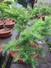 Larix kaempferi Diana - Japanische Korkenzieher Lärche - Produktbild-Vorschau 3