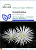 SAFLAX - Seeigelkaktus - Echinopsis mirabilis - 40 Samen Produktbild-Vorschau 1