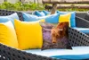 MuchoWow® Outdoor Kissen - Schottisches Hochlandrind - Produktbild-Vorschau 4