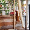 A cat is climbing a sisal scratching post in a room with wooden walls and a wire grid with plants. Produktbild-Vorschau