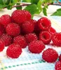 BALDUR Garten 1x Himbeer-Baum Raspbeary® mit Stamm & Krone, Produktbild-Vorschau 2