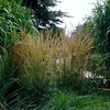 6 x Reitgras Karl Förster - Calamagrostis acutiflora 'Karl Produktbild-Vorschau 2