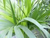Kentia Premium Palme 160 - 180 cm | bis 10 Pflanzen im Topf Produktbild-Vorschau 5
