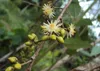 SAFLAX - Red River - Eukaliptus - 200 Nasiona - Eucalyptus Podgląd zdjęcia produktu 4
