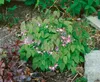 Epimedium x youngianum 'Roseum', Elfenblume, rosa, ca. 9x9 Produktbild-Vorschau 1