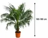 Palmier nain dattier Phoenix roebelenii, 160-180 cm | Voir les images du produit 5