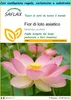 SAFLAX Set regalo - Fior di loto asiatico - 8 semi - Anteprima dell’immagine prodotto 1