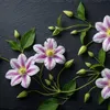 Clematis Misayo, vaso da 2 litri Anteprima dell’immagine prodotto 16