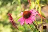 Echinacea purpurea 'Magnus', Sonnenhut, rosa, ca. 9x9 cm Produktbild-Vorschau 9