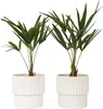 Szorstkowiec Fortunego - 2 szt - Trachycarpus Fortunei - Podgląd zdjęcia produktu 7