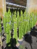 Cupressus sempervirens Totem - Mittelmeerzypresse - Produktbild-Vorschau 3