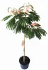 Albizia julibrissin 'Ombrella' – Seidenbaum, Schlafbaum Produktbild-Vorschau 1