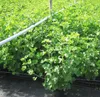 Rovada Johannesbeerstrauch - Busch Produktbild-Vorschau 4
