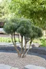 Pinus sylvestris 'Watereri', Kiefer, kompakt, 50–60 cm Produktbild-Vorschau 2