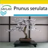 SAFLAX Kultivačný set - Japonský čerešňový kvet - Prunus Náhľad obrázku produktu 5