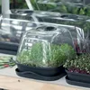 A close-up shot of a clear plastic plant propagator with green seedlings inside, sitting on a wooden shelf. Náhled obrázku produktu