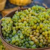 Winorośl A 1704 bezpestkowa 2L Podgląd zdjęcia produktu 4