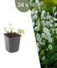 Plants by Frank | 24 Balkan-Storchschnabel 'White Ness' Produktbild-Vorschau 1