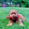 Chuckit! - Ultra Fetch Stick - 28 cm - 1 kus Náhľad obrázku produktu 2