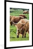 MuchoWow® MuchoWow® Gerahmtes Poster Herde - Schottisches Produktbild-Vorschau 1
