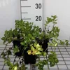 6 x *Lamium maculatum* 'White Nancy' - Hierba de los Vista previa de la imagen del producto 3