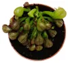 Pianta carnivora - Giglio cobra - Darlingtonia californica Anteprima dell’immagine prodotto 5