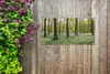 Gartenposter - 60x40 cm - Foto des Waldes im Frühjahr  - Produktbild-Vorschau 6