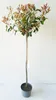 Photinia fraseri 'Red Robin", Glanzmispel-Hochstamm 250 cm, Produktbild-Vorschau 2