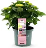 Hortensja Magical Revolution Pink Rosa (Hydrangea Podgląd zdjęcia produktu 2