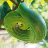 Freilandsalatgurke Chinese Slangen Samen - Cucumis sativus Produktbild-Vorschau 3