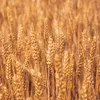 15 kg Semi di Grano Frumento Grano Mangime per Polli DML Anteprima dell’immagine prodotto 5