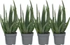 Aloe vera - Set de 4 - Aloe barbadensis - Hauteur 25-40cm - Voir les images du produit 1