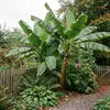 Bloomique - Musa basjoo - Banan ogrodowy - Roślina bananowa Podgląd zdjęcia produktu 4