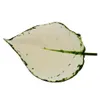 Aglaonema White Joy - Feuillage coloré ? - Variétés Voir les images du produit 2