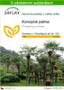 SAFLAX - konopná palma - Chamaerops excelsa - 10 Semena - S Náhled obrázku produktu 1