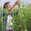 A woman tending to tomato plants in a greenhouse. Produktbild-Vorschau