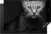 KitchenYeah© Herdabdeckplatte Katzen - Schnurrhaare - Produktbild-Vorschau 1