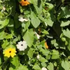 Schwarzäugige Susanne Mischung Samen - Thunbergia alata - Produktbild-Vorschau 4