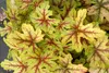 Stauden Gänge 4 x Heuchera Kollektion im 1 Liter Topf - Produktbild-Vorschau 5