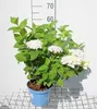 Hydrangea macr. 'Endless Summer The Bride'® - Hortensja w Podgląd zdjęcia produktu 1
