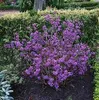 Liebesperlenstrauch Profusion - Schönfrucht - Callicarpa Produktbild-Vorschau 1
